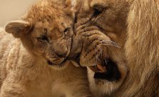 Copenhagen Zoo kills 4 lions, weeks after shooting giraffe